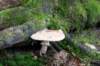 kaapsebossen2020_044_small.jpg