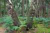 kaapsebossen2020_045_small.jpg