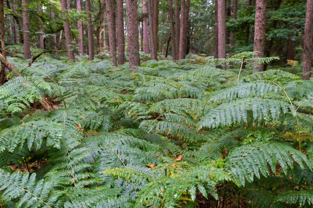 kaapsebossen2020_046.jpg