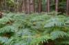 kaapsebossen2020_046_small.jpg