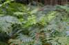 kaapsebossen2020_047_small.jpg