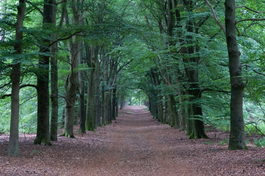 kaapsebossen2020_048.jpg