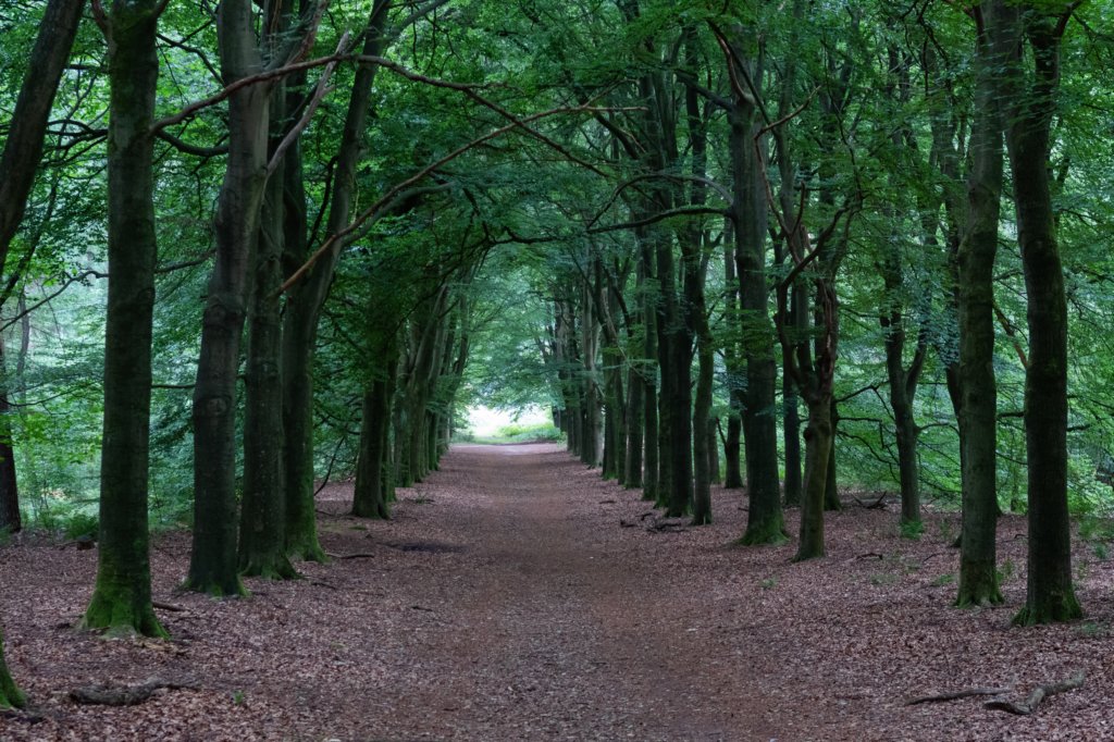 kaapsebossen2020_050.jpg