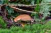 kaapsebossen2022_006_small.jpg