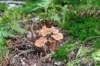 kaapsebossen2022_013_small.jpg