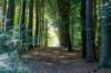 kaapsebossen2022_015_small.jpg