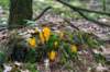 kaapsebossen2022_016_small.jpg