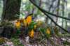 kaapsebossen2022_017_small.jpg