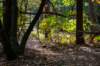 kaapsebossen2022_022_small.jpg