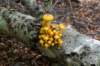 kaapsebossen2022_024_small.jpg