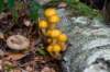 kaapsebossen2022_025_small.jpg