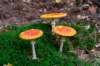 kaapsebossen2022_029_small.jpg