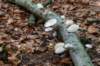 kaapsebossen2022_033_small.jpg