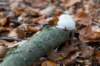 kaapsebossen2022_035_small.jpg