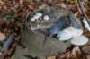 kaapsebossen2022_036_small.jpg