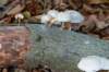 kaapsebossen2022_038_small.jpg