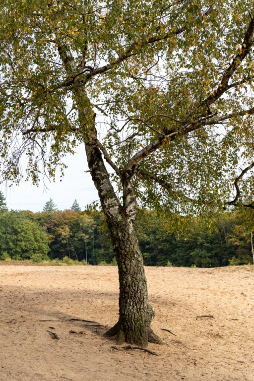 kaapsebossen2022_043.jpg