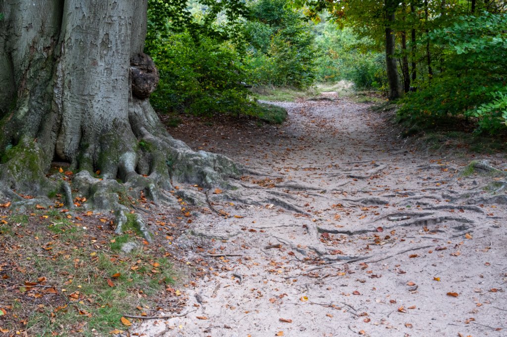 kaapsebossen2022_045.jpg