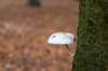 kaapsebossen2022_049_small.jpg