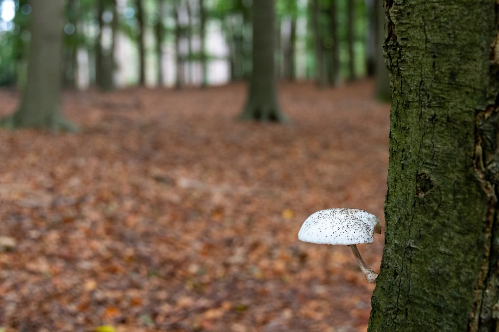 kaapsebossen2022_050.jpg