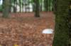 kaapsebossen2022_050_small.jpg