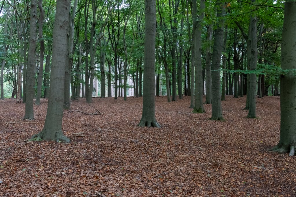 kaapsebossen2022_052.jpg