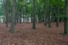 kaapsebossen2022_052_small.jpg
