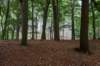 kaapsebossen2022_053_small.jpg
