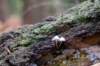 kaapsebossen2022_057_small.jpg