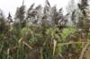 kampina_003_small.jpg