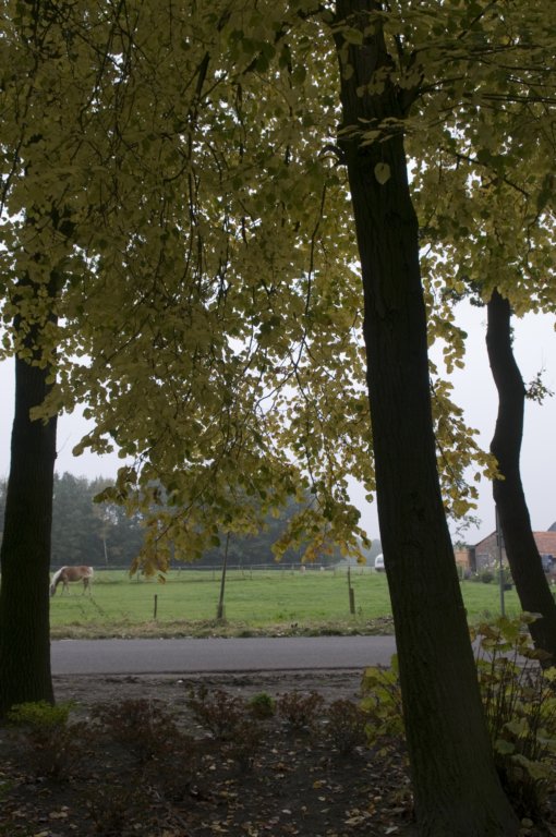 kampina_004.jpg