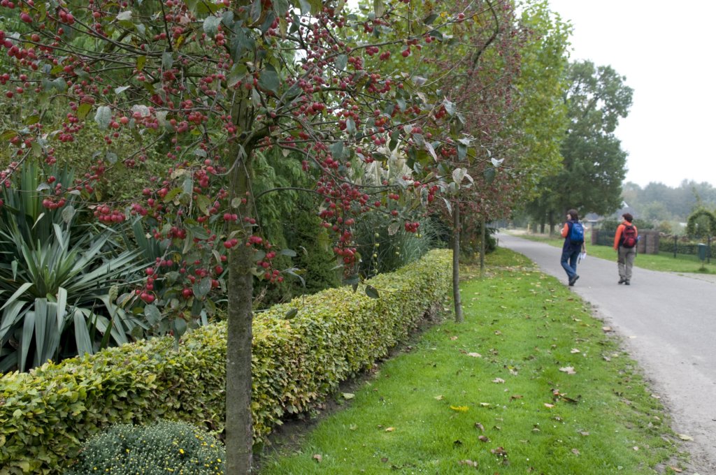 kampina_007.jpg