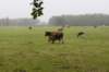 kampina_008_small.jpg