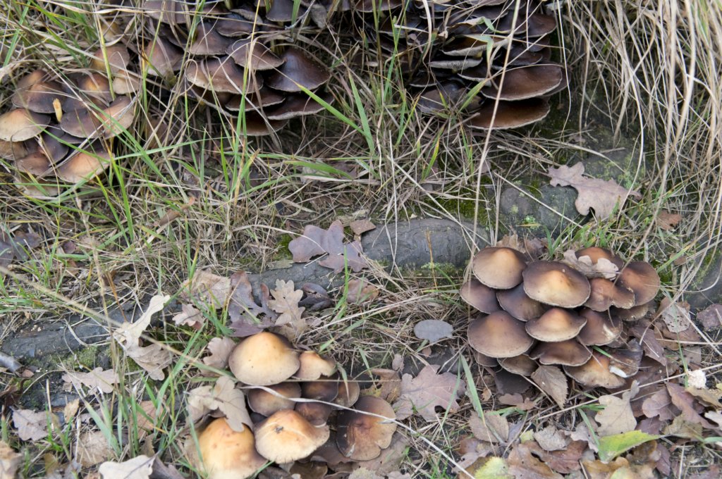 kampina_011.jpg