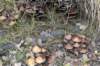kampina_011_small.jpg