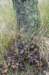 kampina_012_small.jpg