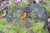 kampina_013_small.jpg