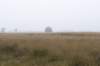 kampina_014_small.jpg