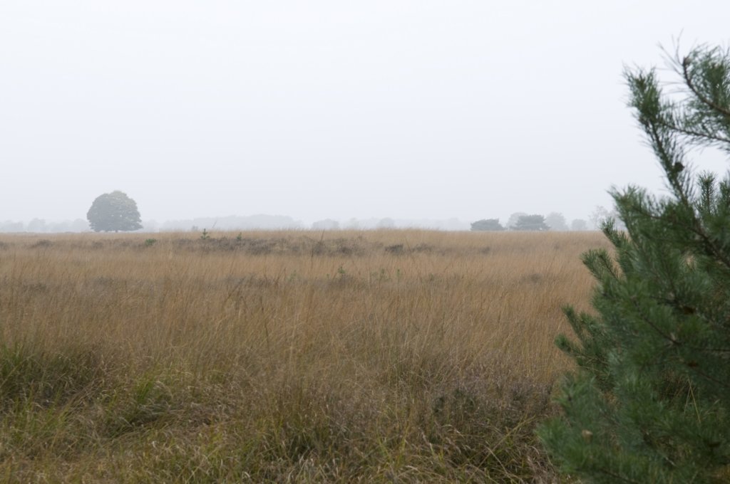kampina_015.jpg