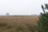 kampina_015_small.jpg