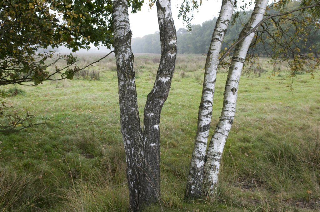 kampina_016.jpg