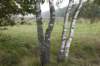 kampina_016_small.jpg