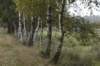 kampina_017_small.jpg