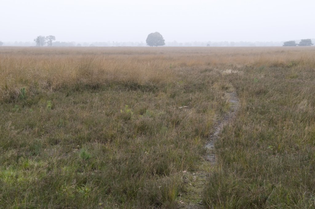kampina_018.jpg