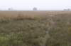 kampina_018_small.jpg