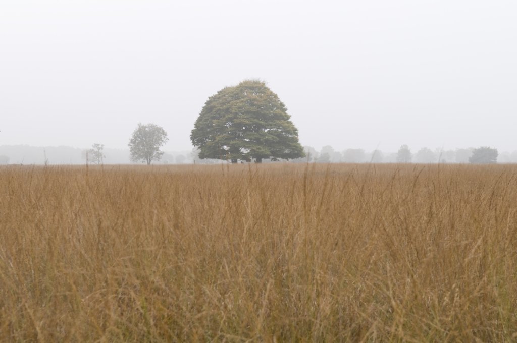 kampina_020.jpg