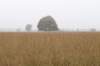 kampina_020_small.jpg