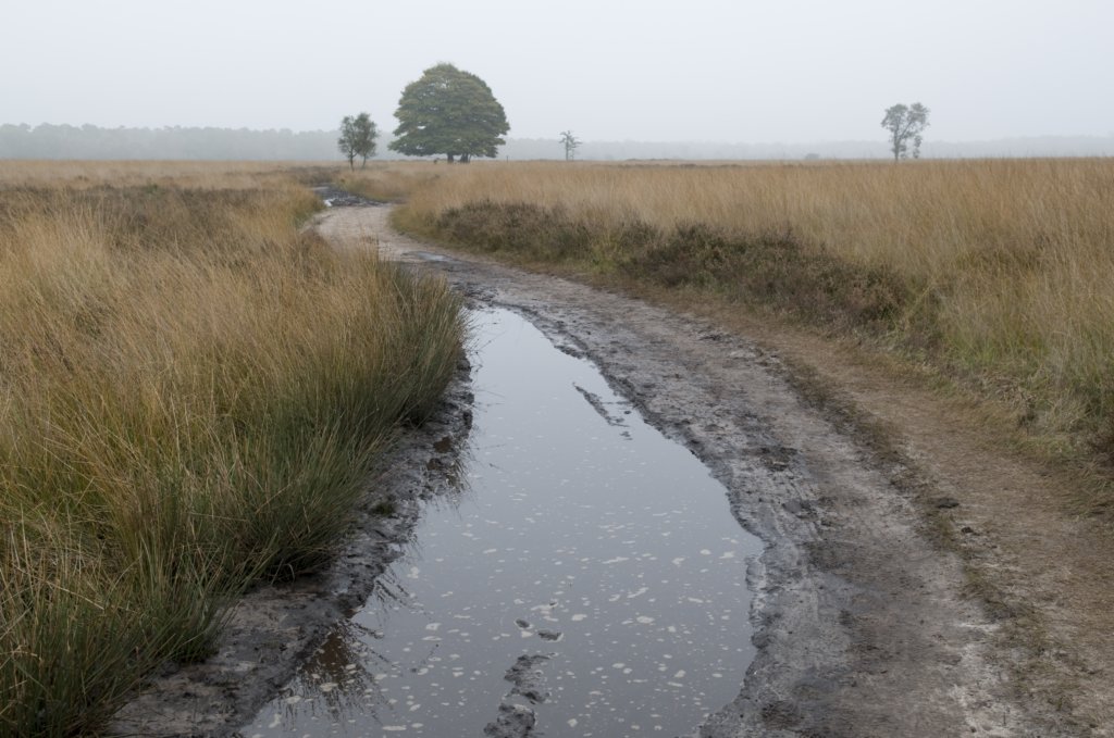 kampina_022.jpg