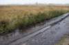 kampina_023_small.jpg