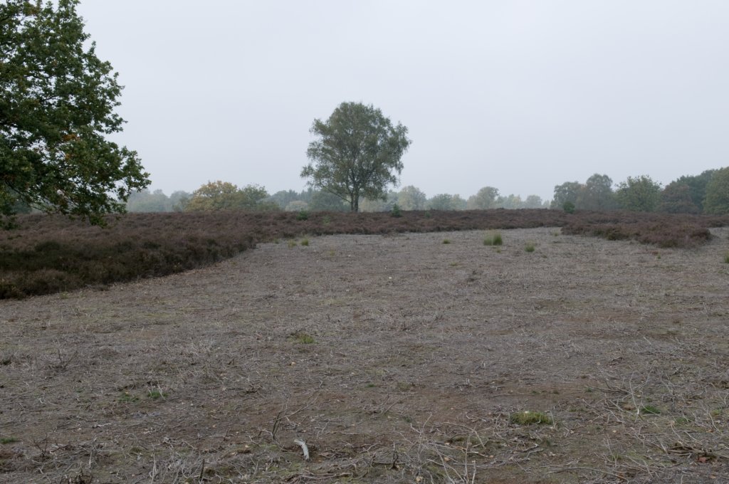 kampina_026.jpg